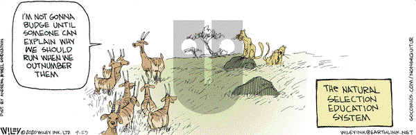Non Sequitur - Wednesday September 23, 2020 Comic Strip