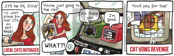 Breaking Cat News on Thursday August 17, 2017 Comic Strip