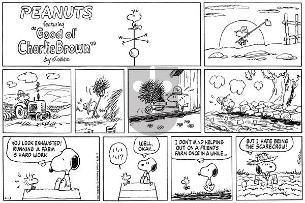 Peanuts on Sunday June 3, 1979 Comic Strip