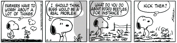 Peanuts on Wednesday June 6, 1979 Comic Strip