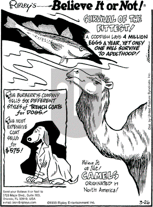 Ripley's Believe It or Not on Friday March 26, 1999 Comic Strip