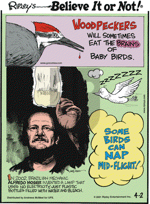 Ripley's Believe It or Not on Friday April 2, 2021 Comic Strip
