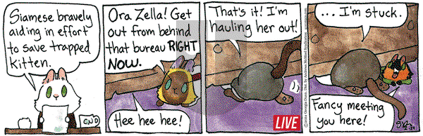 Breaking Cat News - Thursday February 29, 2024 Comic Strip