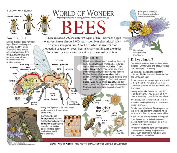 World of Wonder - Sunday May 25, 2025 Comic Strip