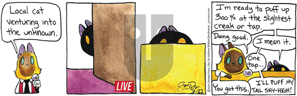 Breaking Cat News - Wednesday March 22, 2023 Comic Strip