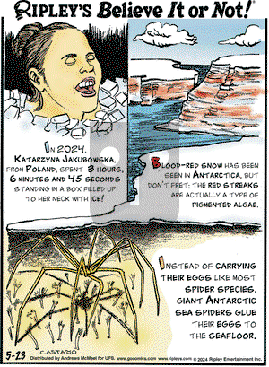 Ripley's Believe It or Not - Thursday May 23, 2024 Comic Strip