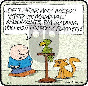Ziggy on Tuesday February 19, 2013 Comic Strip