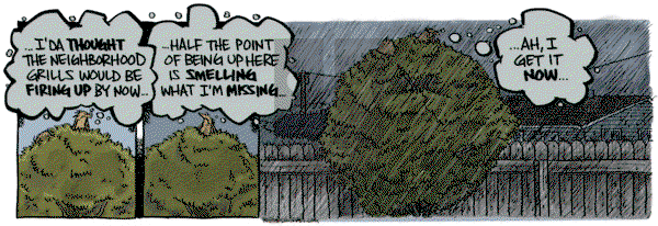 Bob the Squirrel - Tuesday May 28, 2024 Comic Strip