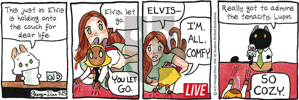 Breaking Cat News on Tuesday July 25, 2017 Comic Strip