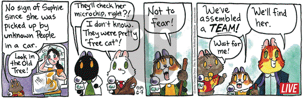 Breaking Cat News - Friday June 7, 2024 Comic Strip