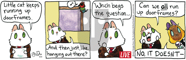 Breaking Cat News on Tuesday June 3, 2025 Comic Strip