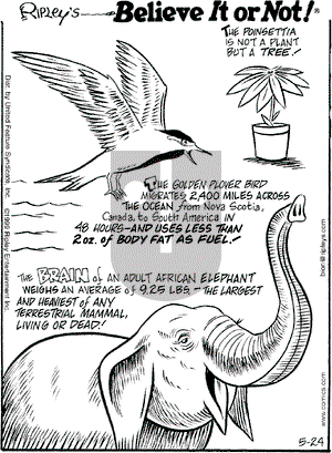 Ripley's Believe It or Not on Monday May 24, 1999 Comic Strip