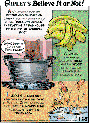 Ripley's Believe It or Not on Friday December 5, 2025 Comic Strip