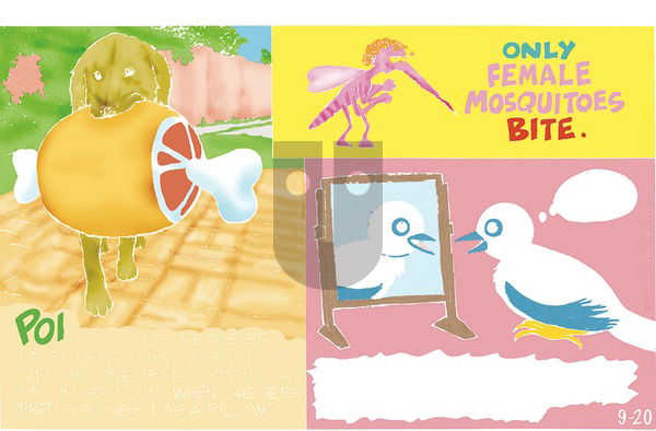 Ripley's Believe It or Not on Sunday September 20, 2020 Comic Strip